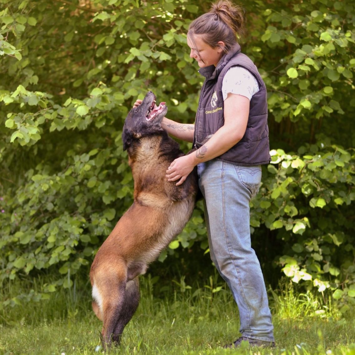 séance d'éducation canine en mayenne